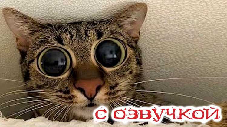Забавные фразы и цитаты, ставшие мемами